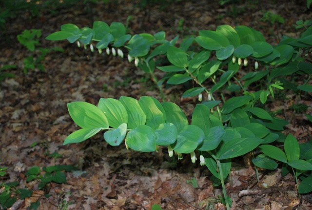 Polygonatum odoratum - Sigillo di Salomone